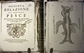 Figura 5 pescecane napoletano