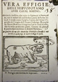 Figura 6 ippopotamo